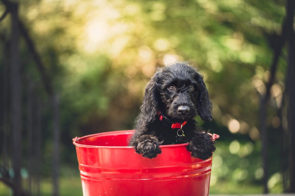 black dog, pet, bucket-1851106.jpg