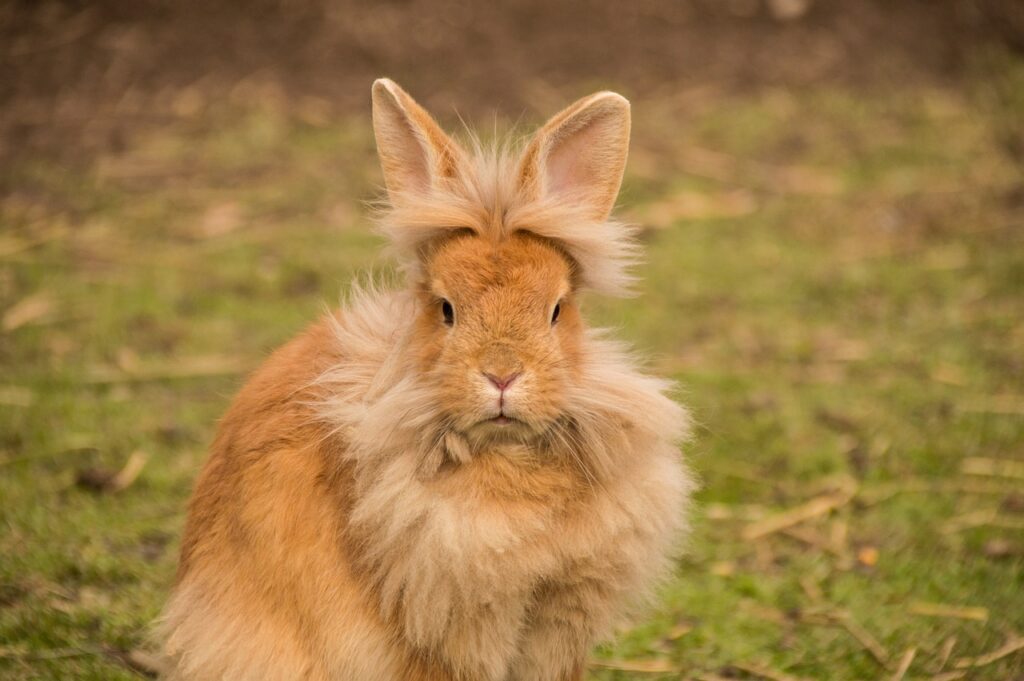 rabbit, rabbits, lion head-2218452.jpg