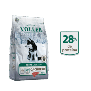 Voller Cachorro