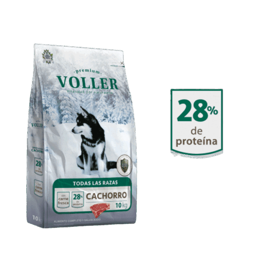 Voller Cachorro